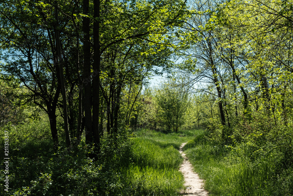 Obraz premium Walking path in the forest 