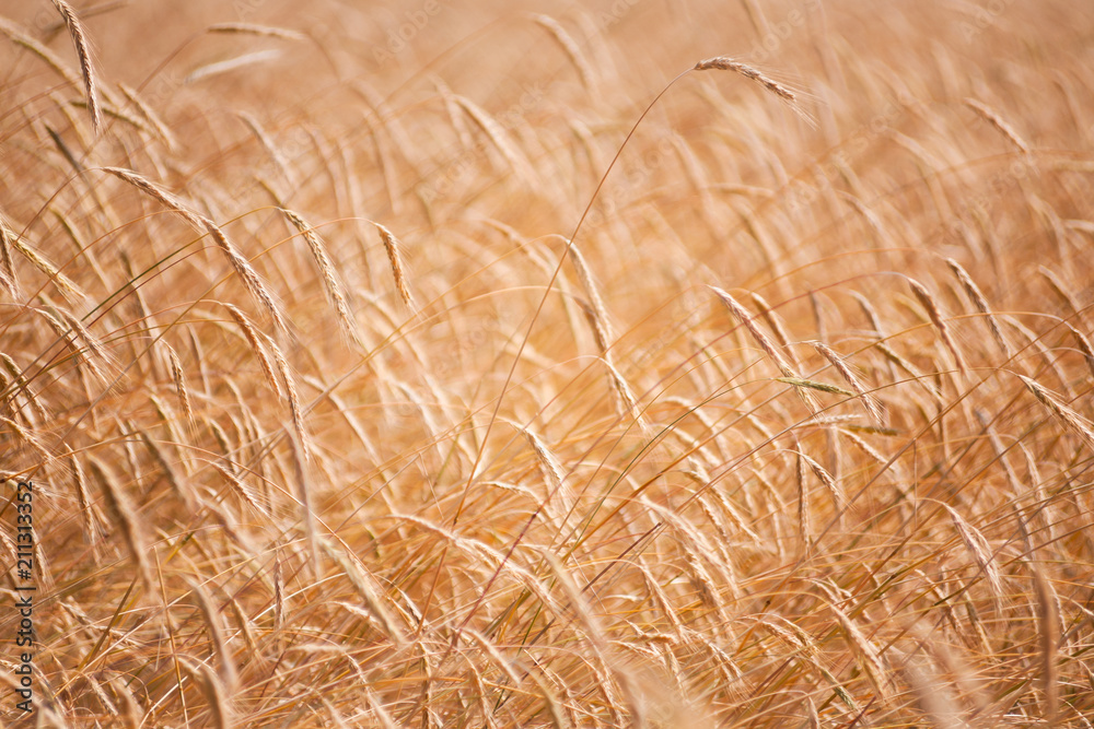 wheat spikes in the warm summer sun wheat spikes in the warm summer sun