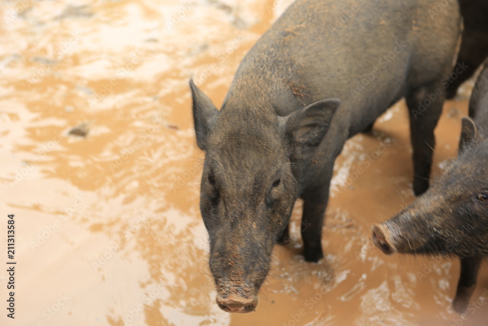 Naklejka premium sanglier