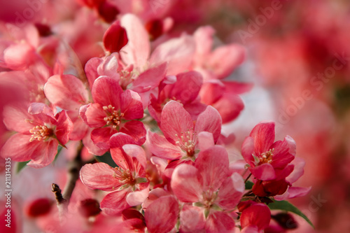 Red flowers blossom on tree. Nature floral background
