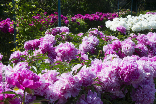 Many pink peonies in the garden
