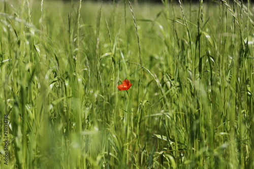 Beautiful field, red poppies