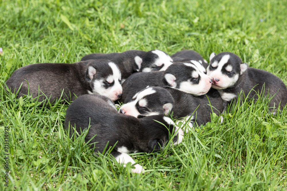 newborn beautiful hussy puppies