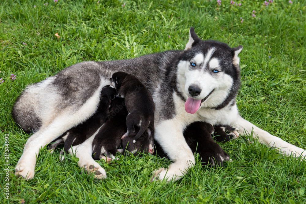 Husky with blue eyes feeds the puppies.