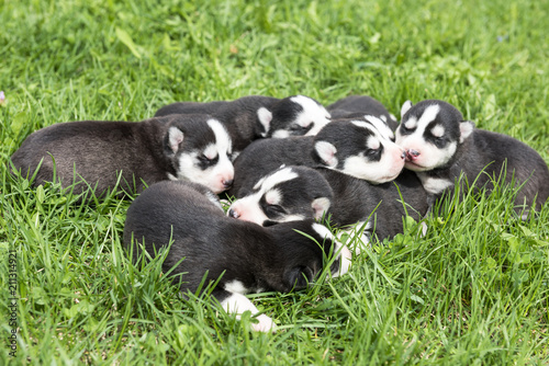 newborn beautiful hussy puppies