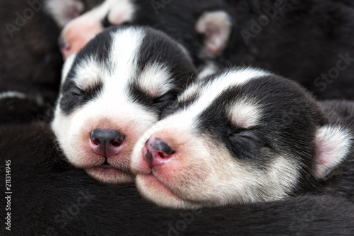 newborn beautiful hussy puppies © Ахтем