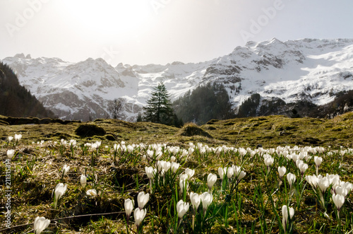 A zoom of alpine white spring flowers with snowy mountain peaks in the background