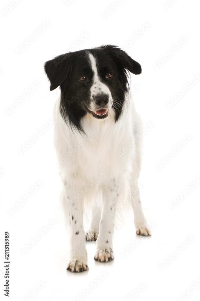 Border Collie Mischling isoliert auf weißem Grund Border Collie Mischling isoliert auf weißem Grund