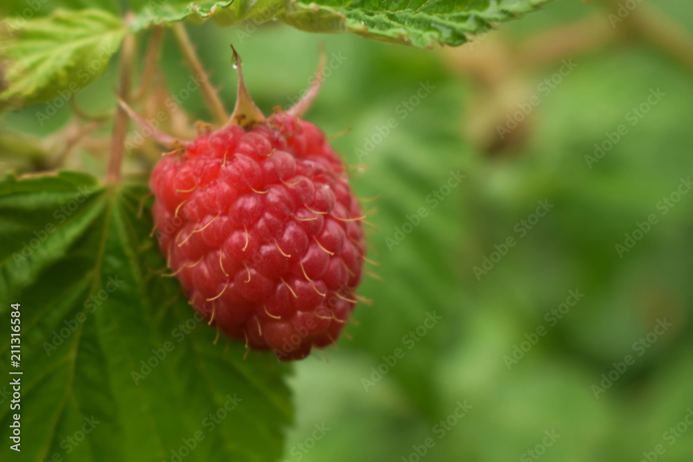 branch of ripe raspberries in a garden branch of ripe raspberries in a garden