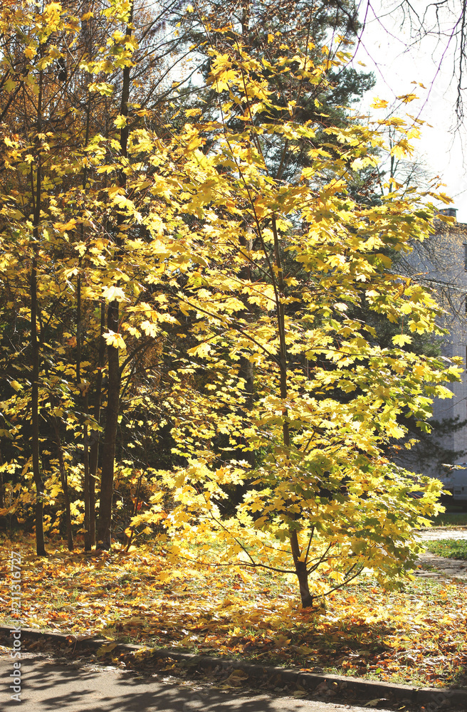 Obraz premium Осень