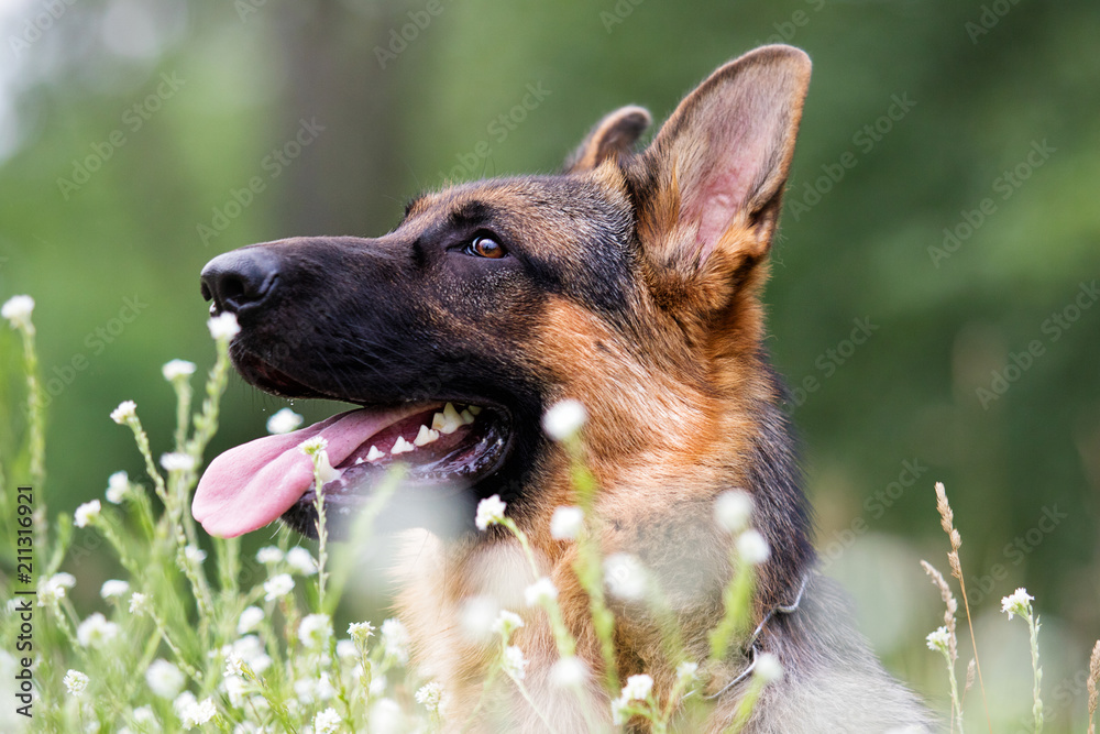 Shepherd dog in the grass