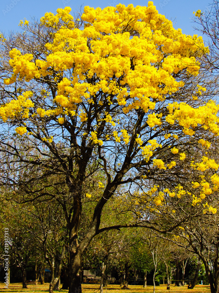 Obraz premium Ipê amarelo 