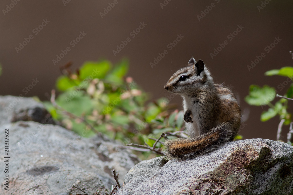 Obraz premium Sun Bathing Chipmunk on Rock