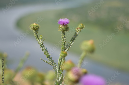 Purple flower on green background. Close-up.