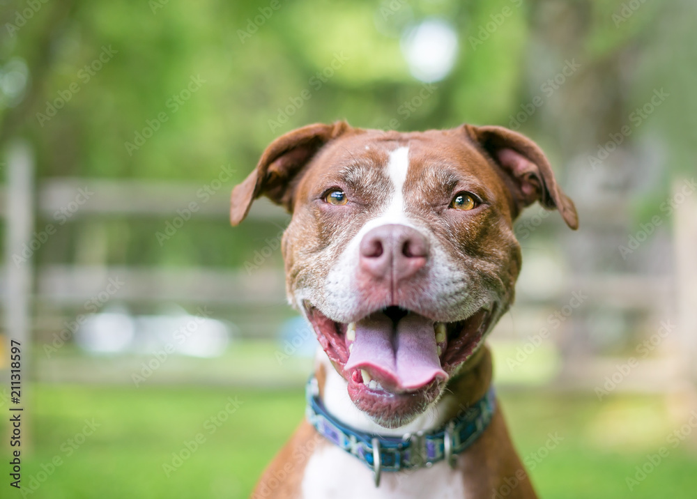 A red and white Pit Bull Terrier mixed breed dog with a blue collar, panting with a happy expression on its face A red and white Pit Bull Terrier mixed breed dog with a blue collar, panting with a happy expression on its face