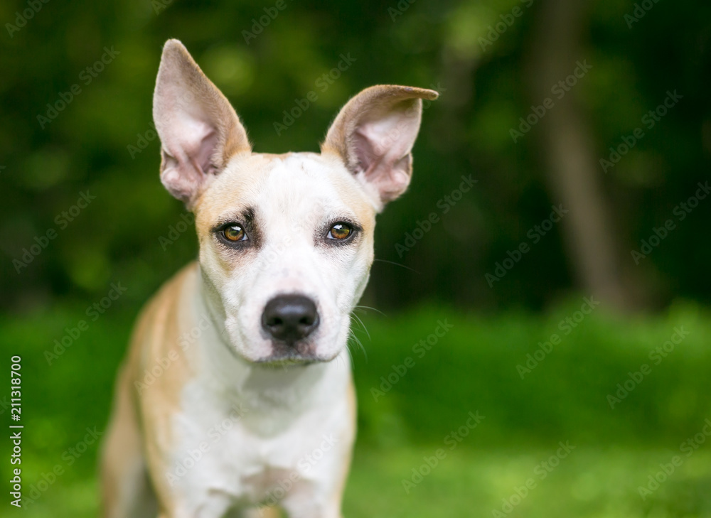 A fawn and white mixed breed puppy with large ears A fawn and white mixed breed puppy with large ears