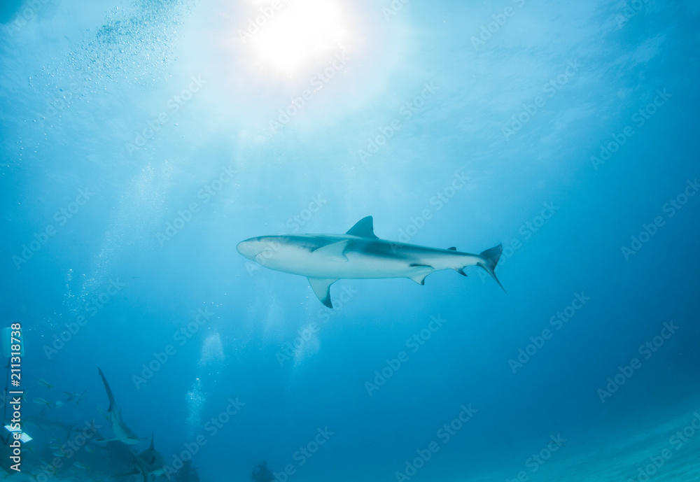 Caribbean reef shark Caribbean reef shark