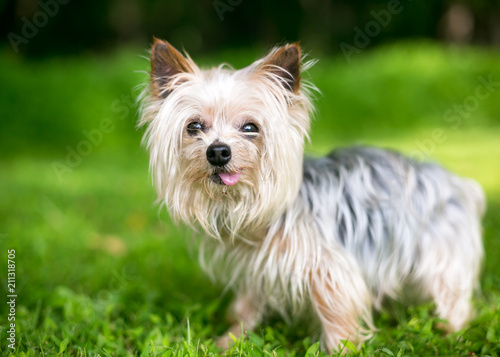 A cute Yorkshire Terrier dog sticking its tongue out