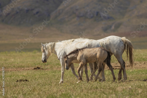 Wild Horse Mare and Foal