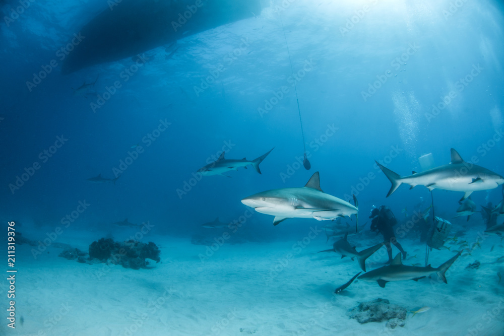 Obraz premium Caribbean reef shark