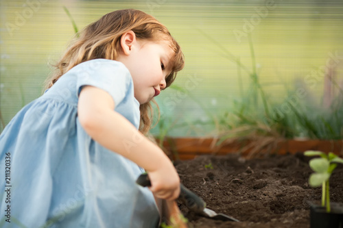 Adorable little gardener plants cucumber seedlings in the ground