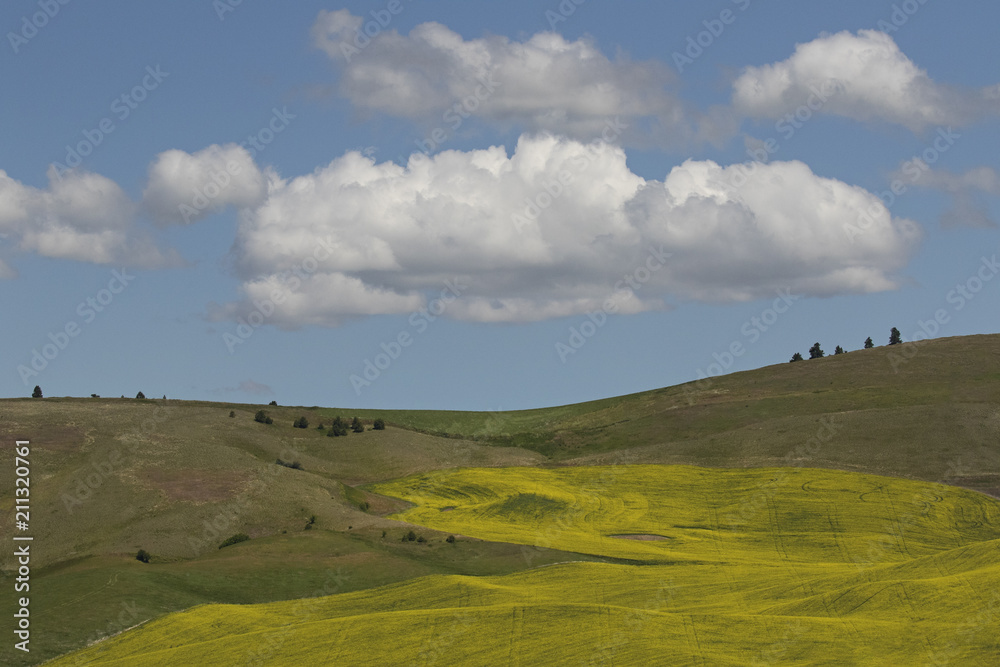 Fototapeta premium Layers of color in the palouse