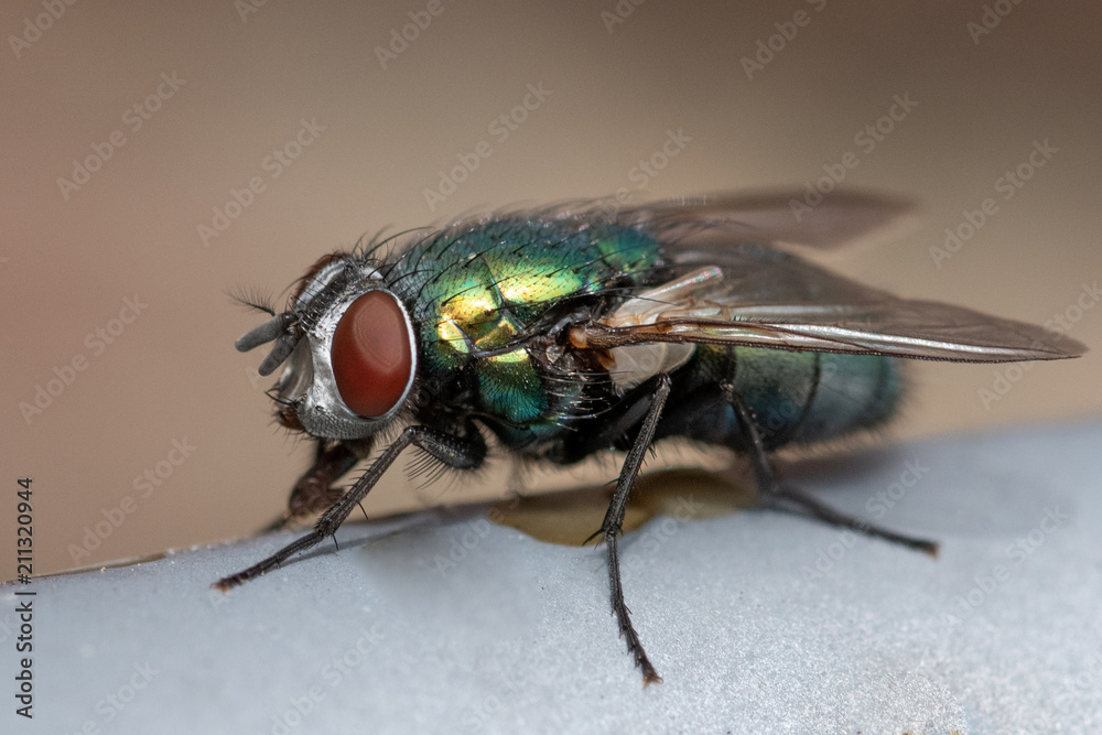 portrait of a green fly portrait of a green fly
