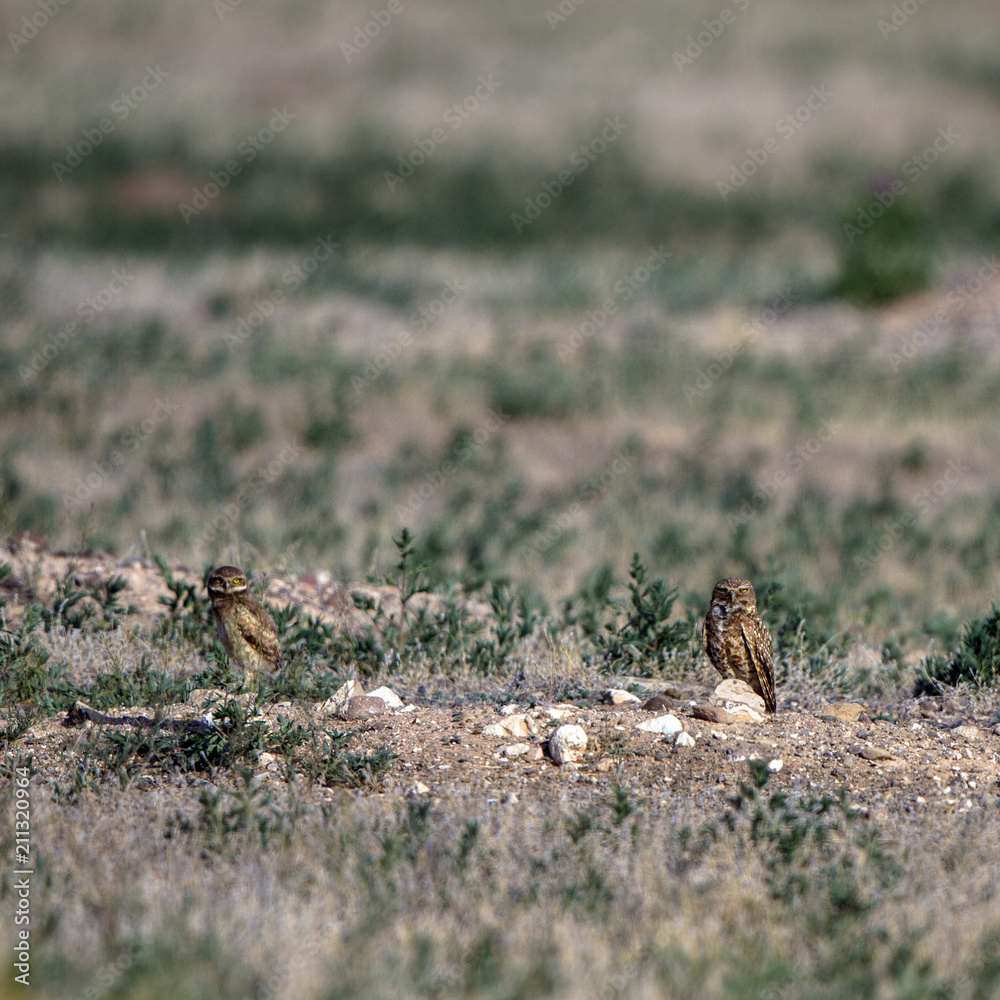 Adult Burrowing Owl and a chick at their nest burrow in southern Colorado Adult Burrowing Owl and a chick at their nest burrow in southern Colorado
