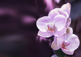 Beautiful orchid branch on abstract blurred background