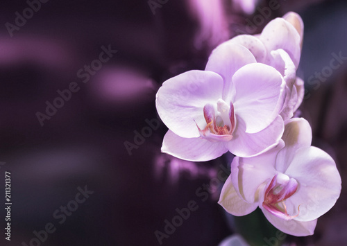 Beautiful orchid branch on abstract blurred background photo