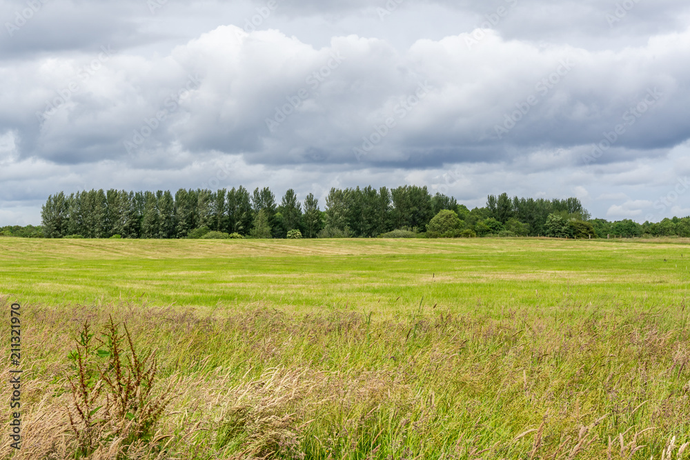Lawns & Feilds of a Scottish Park in Summer