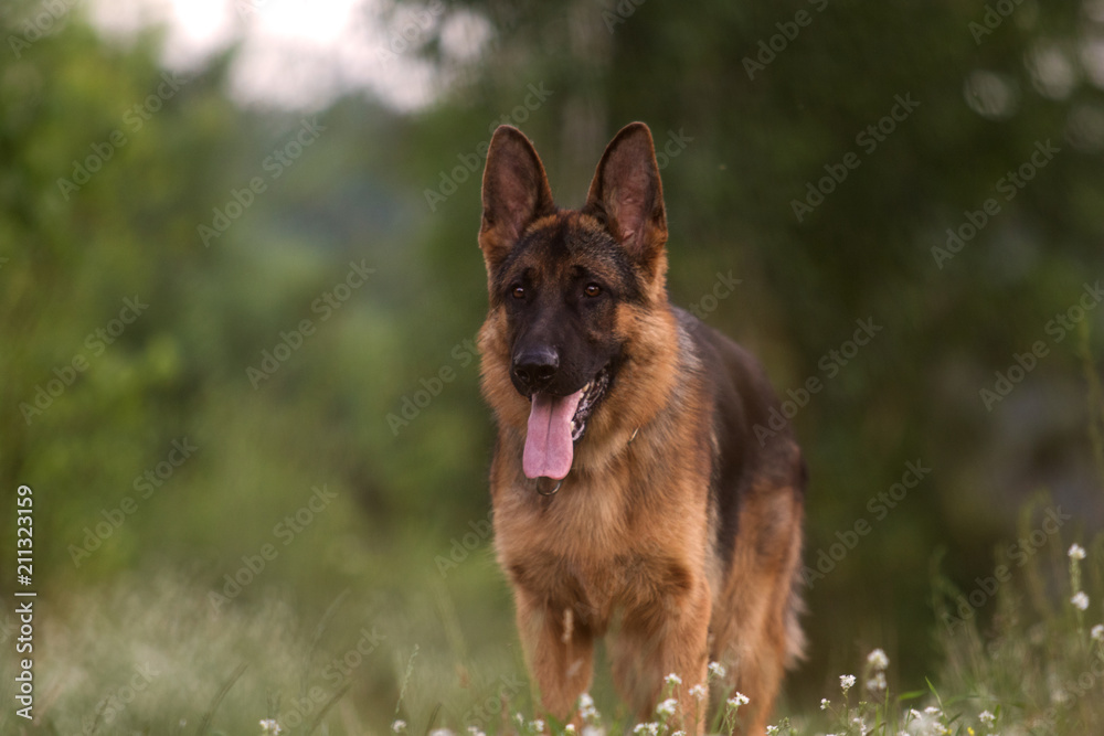Shepherd dog in the grass Shepherd dog in the grass