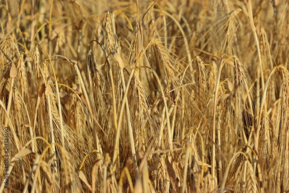 Fototapeta premium Wintergerste (Hordeum vulgare) im Juli 