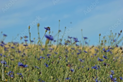 Kornblumen (Centaurea cyanus)  mit Biene am Feldrand 
 photo