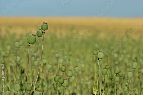 Fototapeta Naklejka Na Ścianę i Meble -  Schlafmohnkapseln (Papaver somniferum) 

