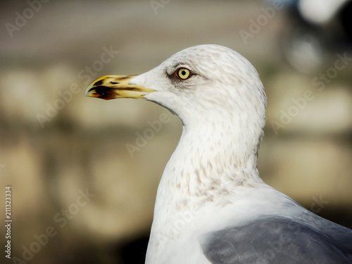 seagull head close up in the sea