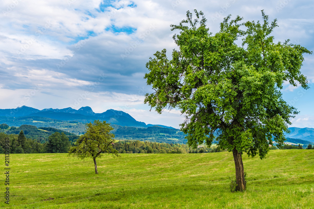 Bäume Blick auf Wendelstein Irschenberg