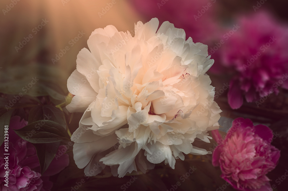 Beautiful white peony in an environment of large pink flowers in beams of the sun. Beautiful white peony in an environment of large pink flowers in beams of the sun.