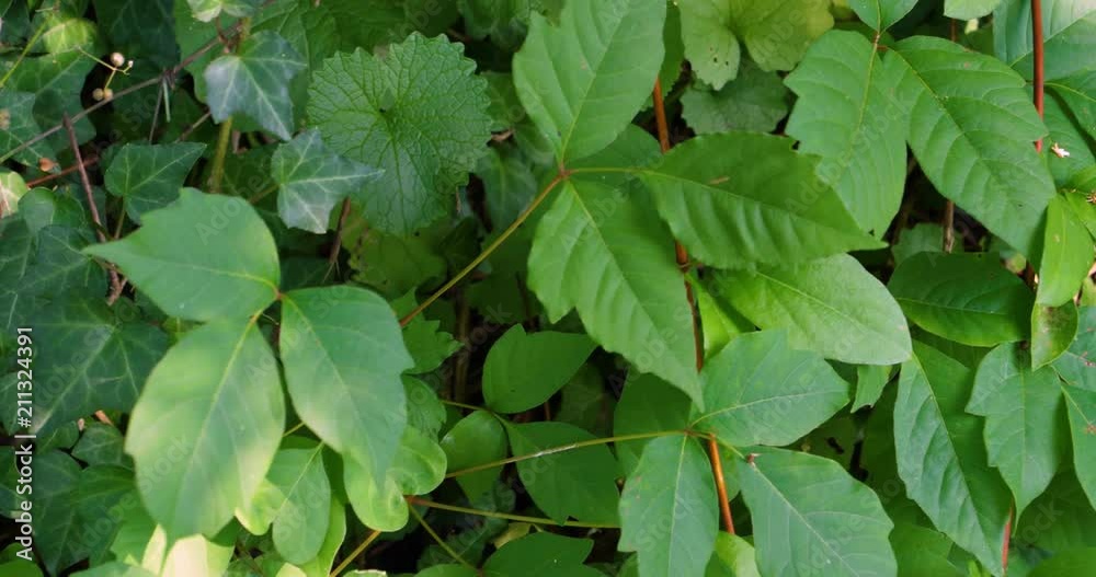 Leaves of three, let it be! A slow dolly left closeup shot of poison ivy in the wild. Leaves of three, let it be! A slow dolly left closeup shot of poison ivy in the wild.