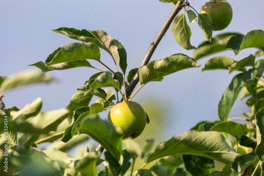 apple tree in the garden