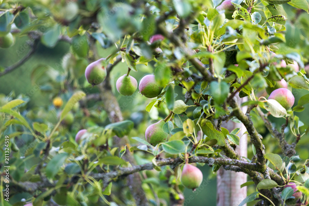 pear tree in the garden