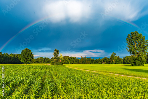 Maisfeld mit Regenbogen