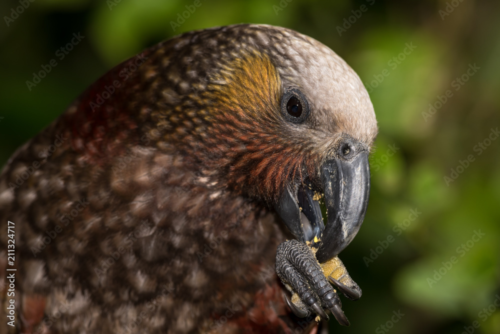 Obraz premium Portrait of a North Island kaka, a New Zealand parrot.