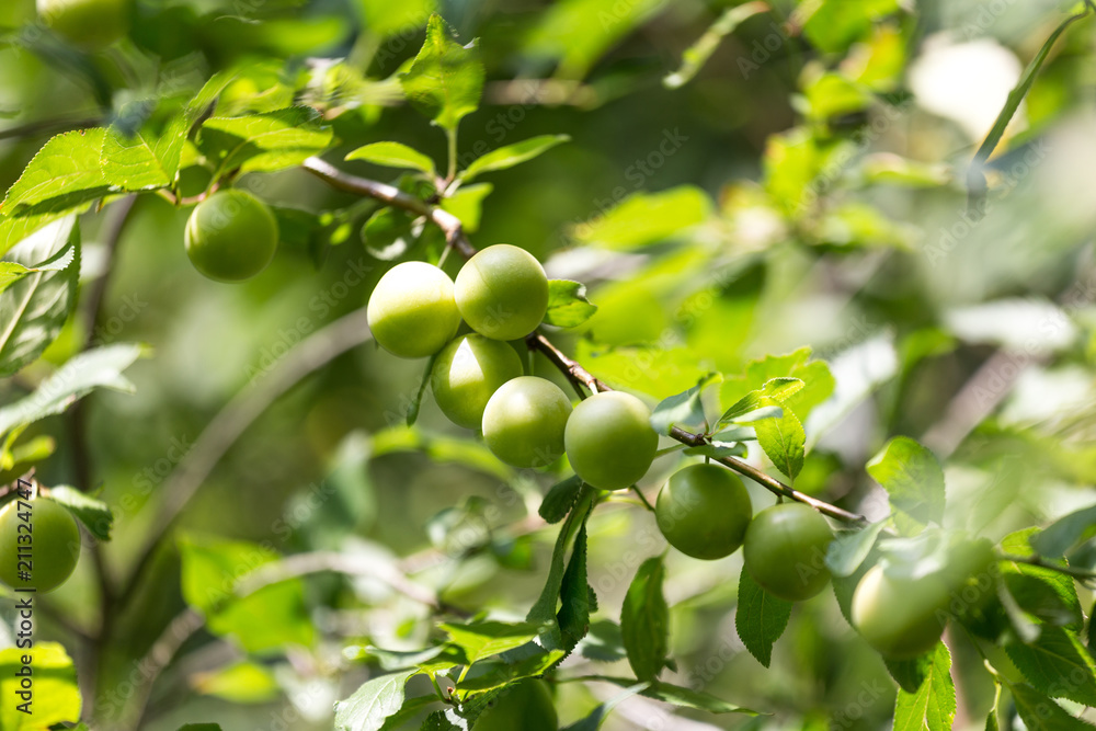 mirabelles tree in the garden mirabelles tree in the garden