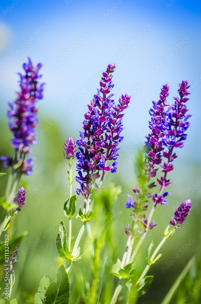 Obraz premium violet blue flowers herbs in the field