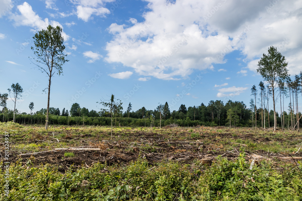 View to the field with cut down forest with some trees left.