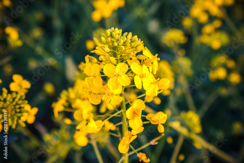 Close up view of yellow blooming rape flower 