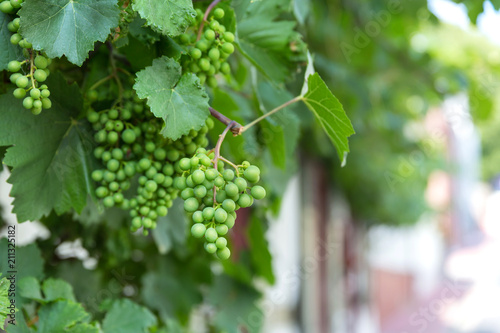 Obraz na płótnie unripe Grapes on shrub in a village