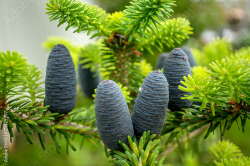 Beautiful young pine cones on the background of branches. It's spring photo