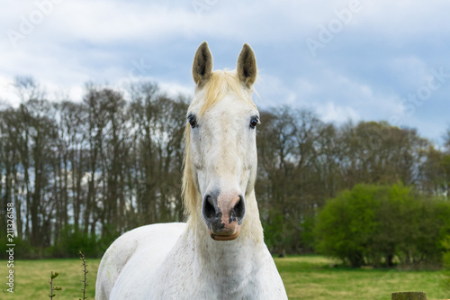 Horse head portraitr at the green meadow